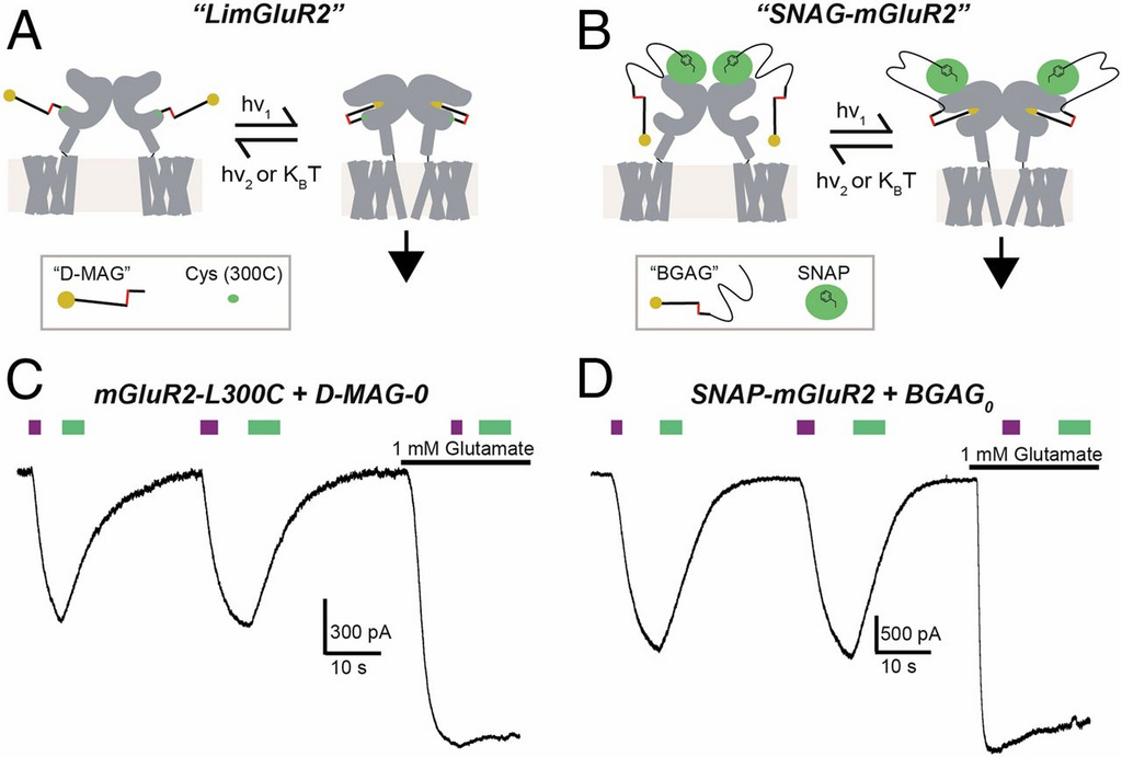 Graphical abstract for the publication: “Dual optical control and mechanistic insights into photoswitchable group II and III metabotropic glutamate receptors.”