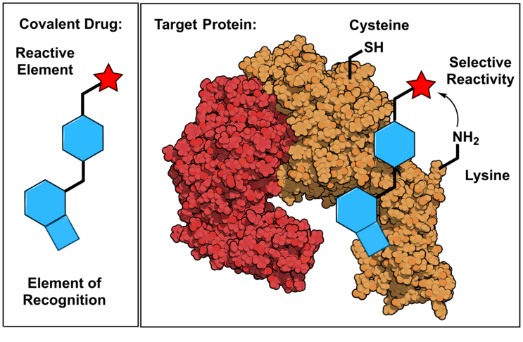 Schematic depiction of an covalent small molecule with a reactive element, also named warhead, which can either engage a cysteine or lysine side chain on the target protein.