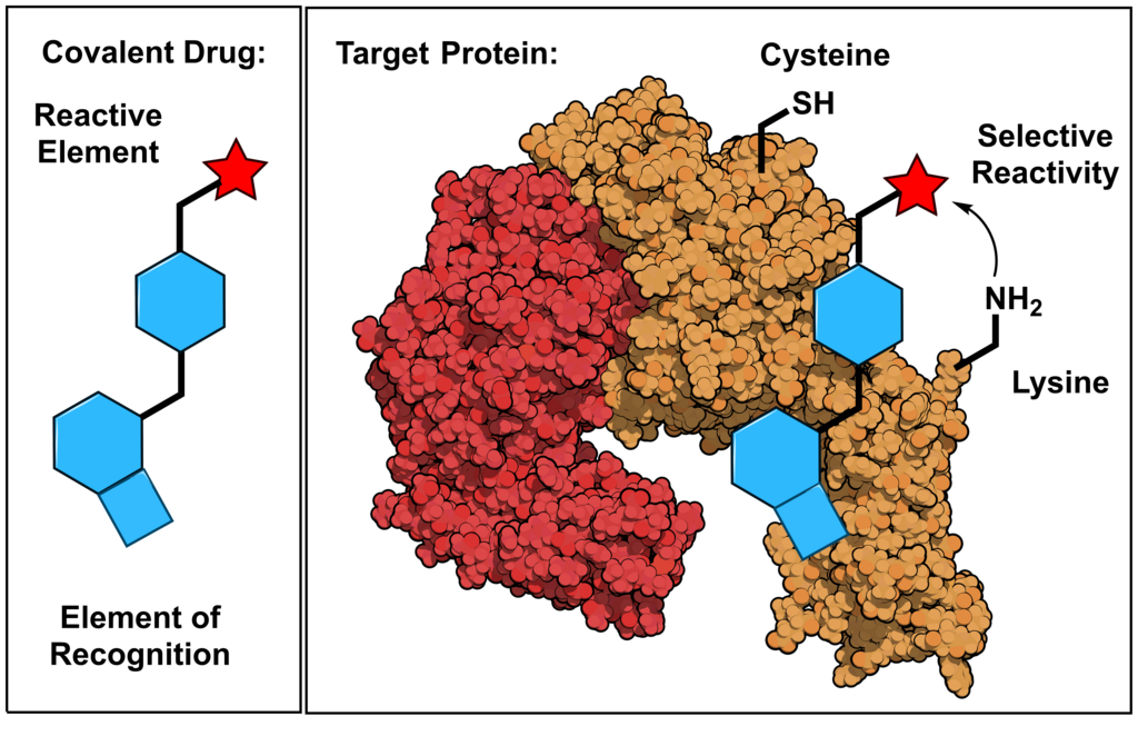 Schematic depiction of an covalent small molecule with a reactive element, also named warhead, which can either engage a cysteine or lysine side chain on the target protein.