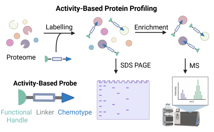 Graphical Abstract for the publication: "A Perspective on Cysteine-Reactive Activity-Based Probes”