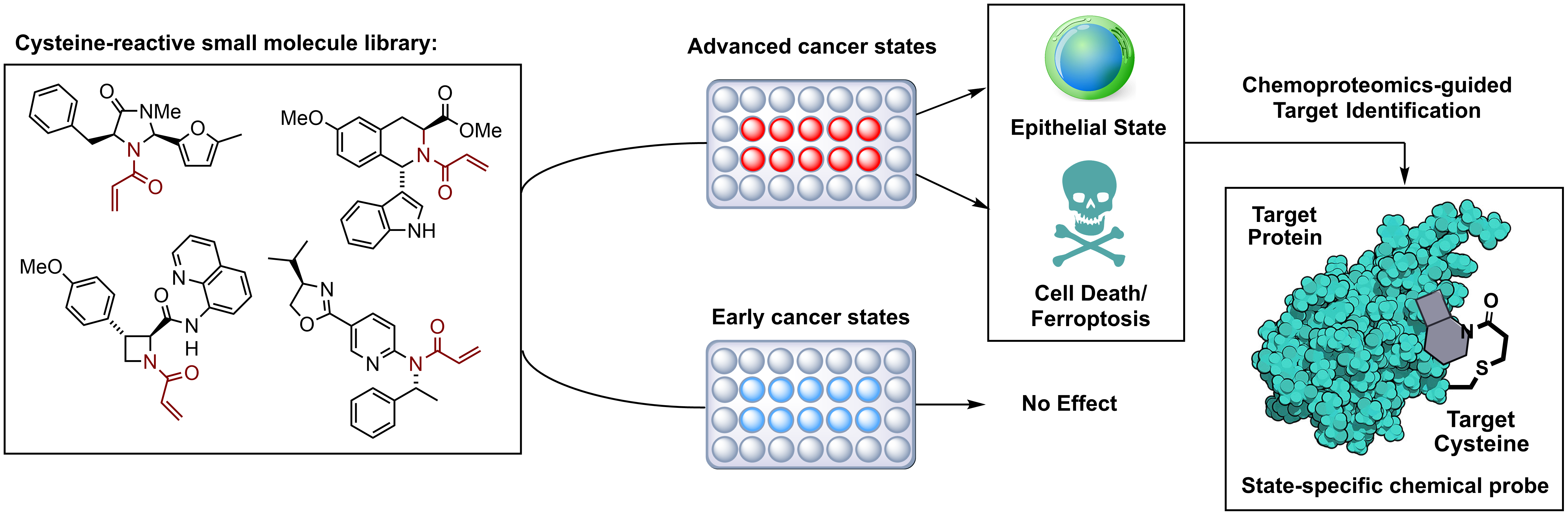 Overview of a phenotypic screening approach used in the Konrad laboratory to identify covalent small molecules with a specific activity in advanced lung cancer states followed by uncovering the phenotype-producing target protein via chemoproteomics analysis.